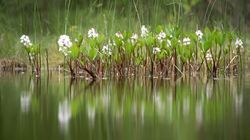 Liść bobrka - właściwości, wskazania, przeciwwskazania, napar z liści bobrka