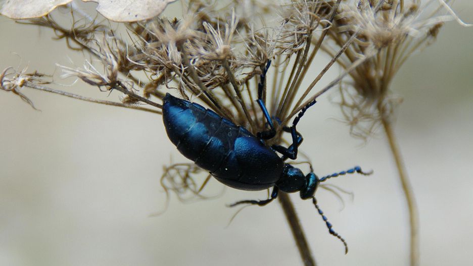 Przyciąga uwagę, ale lepiej trzymać się z daleka. Urokliwy owad może być niebezpieczny