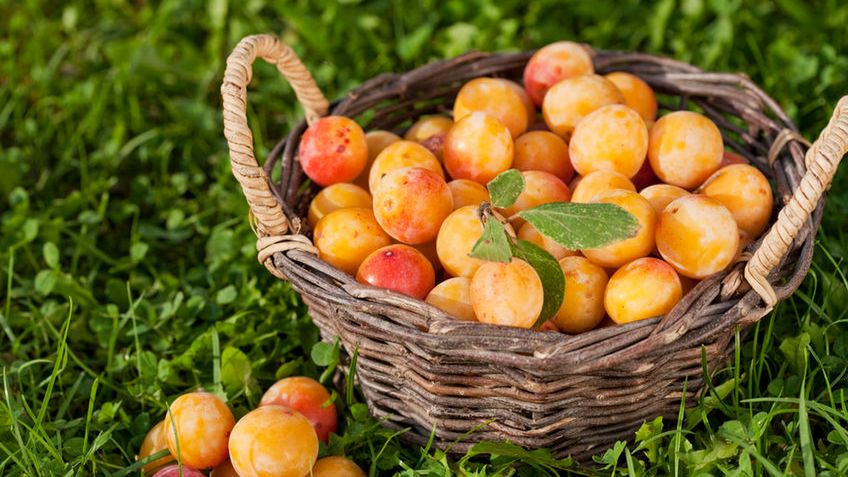 Mirabelki to owoce jednej z odmian śliwy domowej