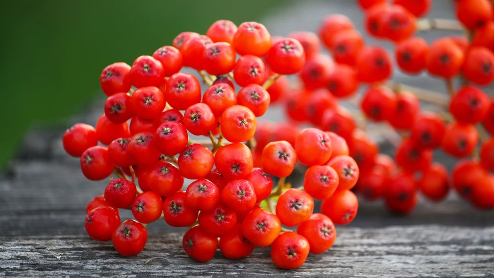 Jarzębina to bogactwo witamin