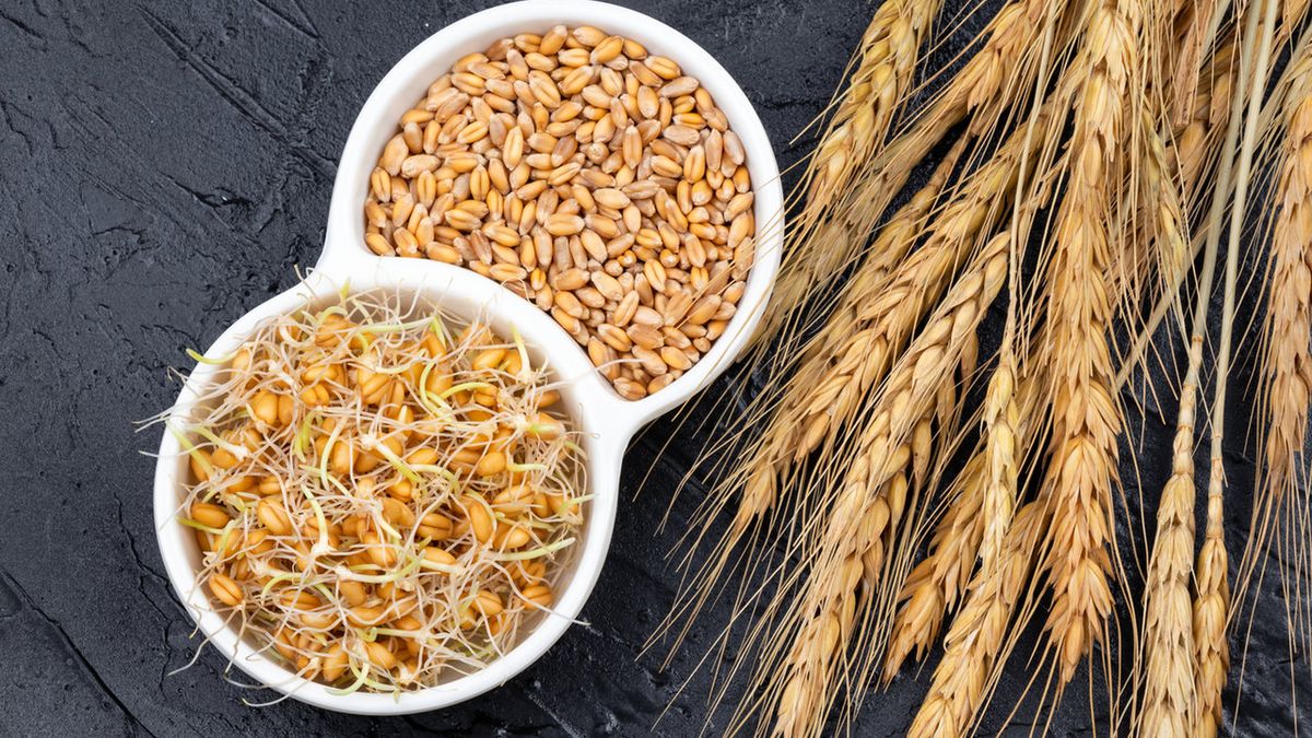 Aglutynina z kiełków pszenicy ma negatywny wpływ na zdrowie.