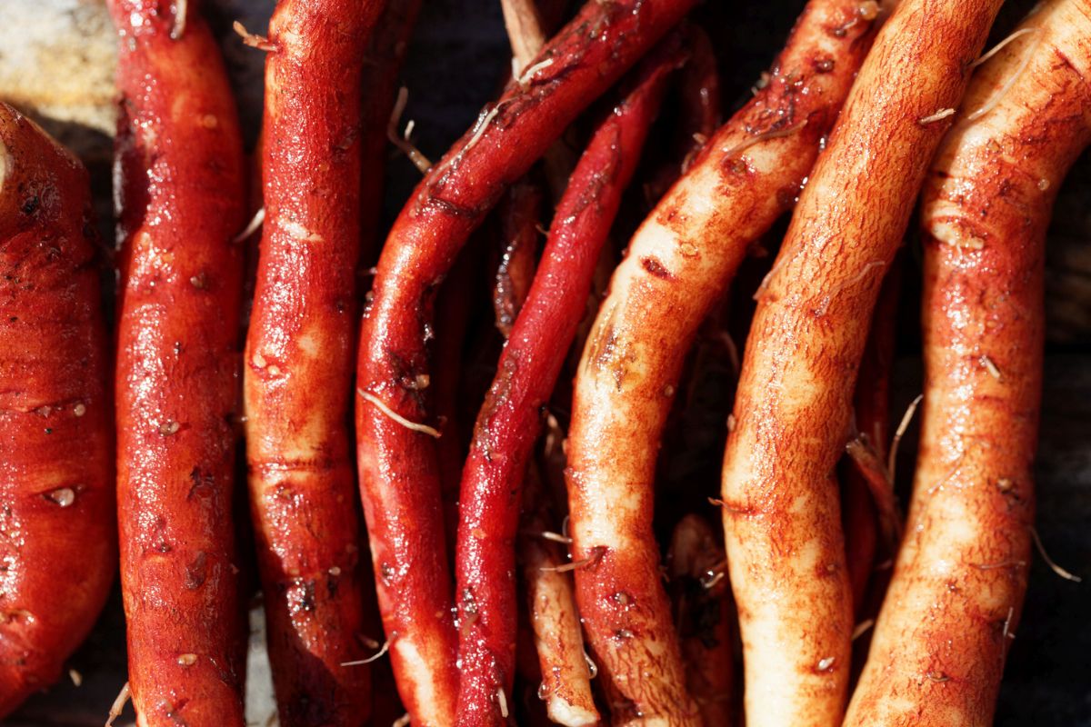 Korzeń szałwii czerwonej jest znanym w Chinach surowcem lekarskim