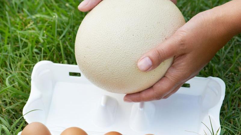 Jakie jajka są najzdrowsze?