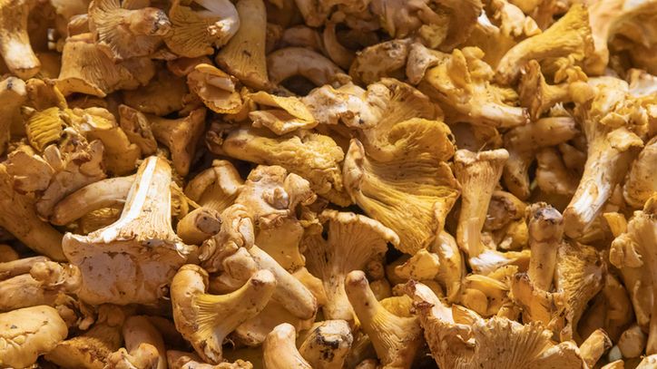 Pyszne i zdrowe grzyby -  chronią serce, a także wzmacniają odporność