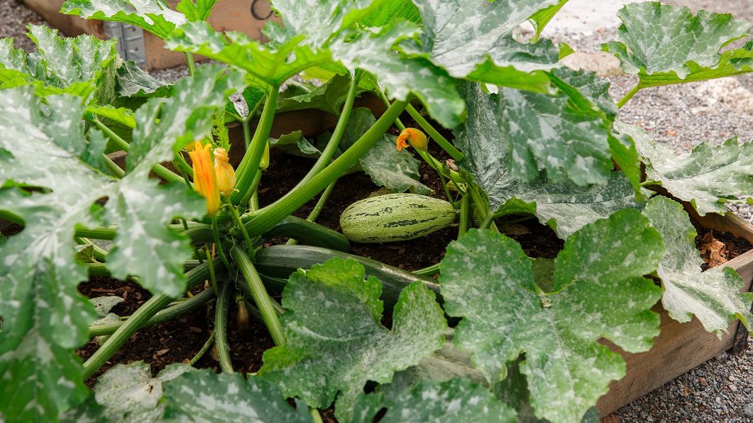 Wystarczy jedna łyżka, by nabawić się zespołu toksycznego kabaczka. Ten smak to sygnał, że lepiej nie jeść