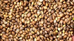 Nasiona konopi - tłuszcze, które odżywiają układ nerwowy