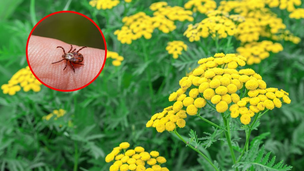 Odstraszacz kleszczy czy groźna trucizna? Uwaga na wrotycz