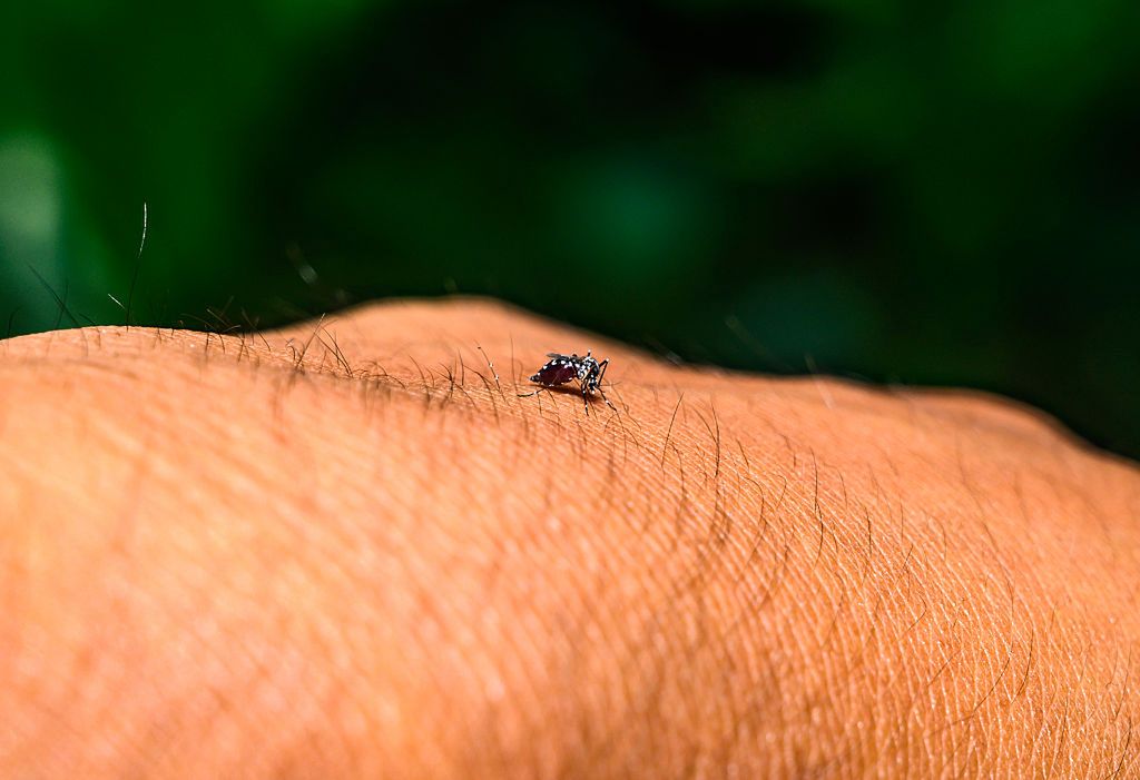 Komar tygrysi na ręce