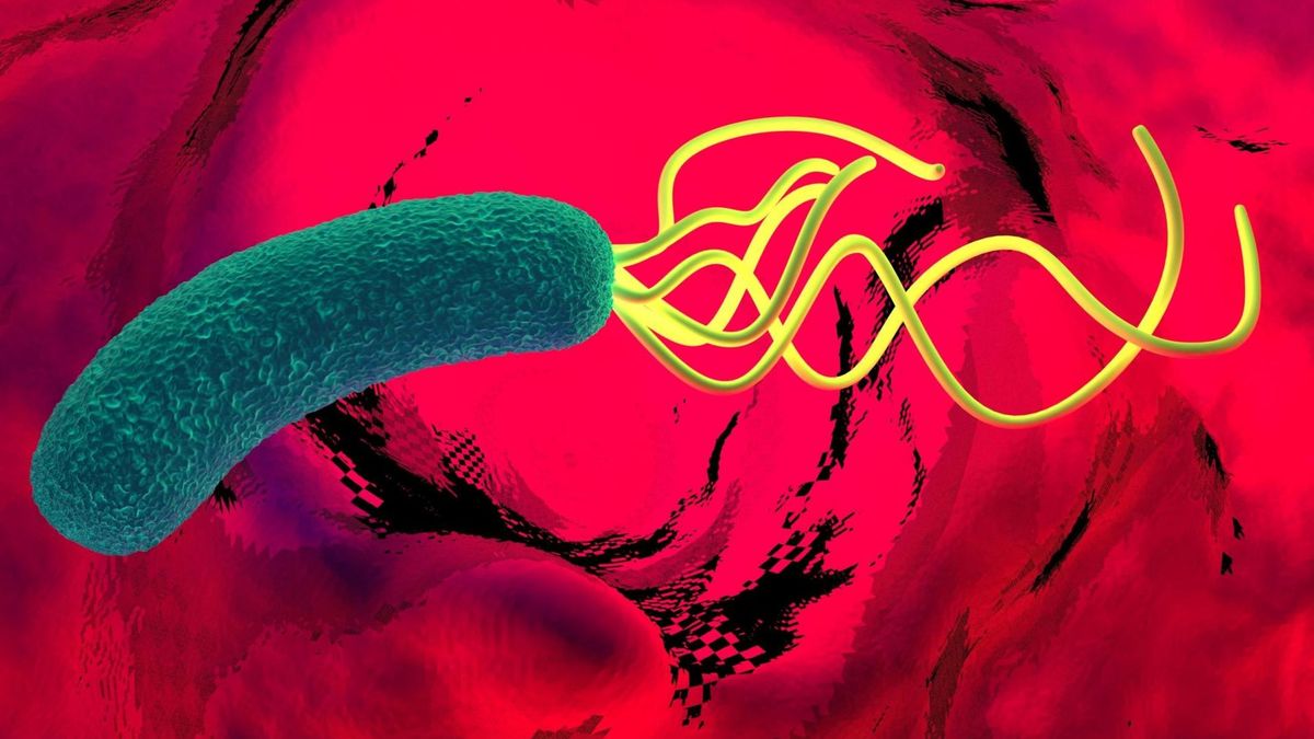 Helicobacter pylori. Jak wykryć tą bakterię?