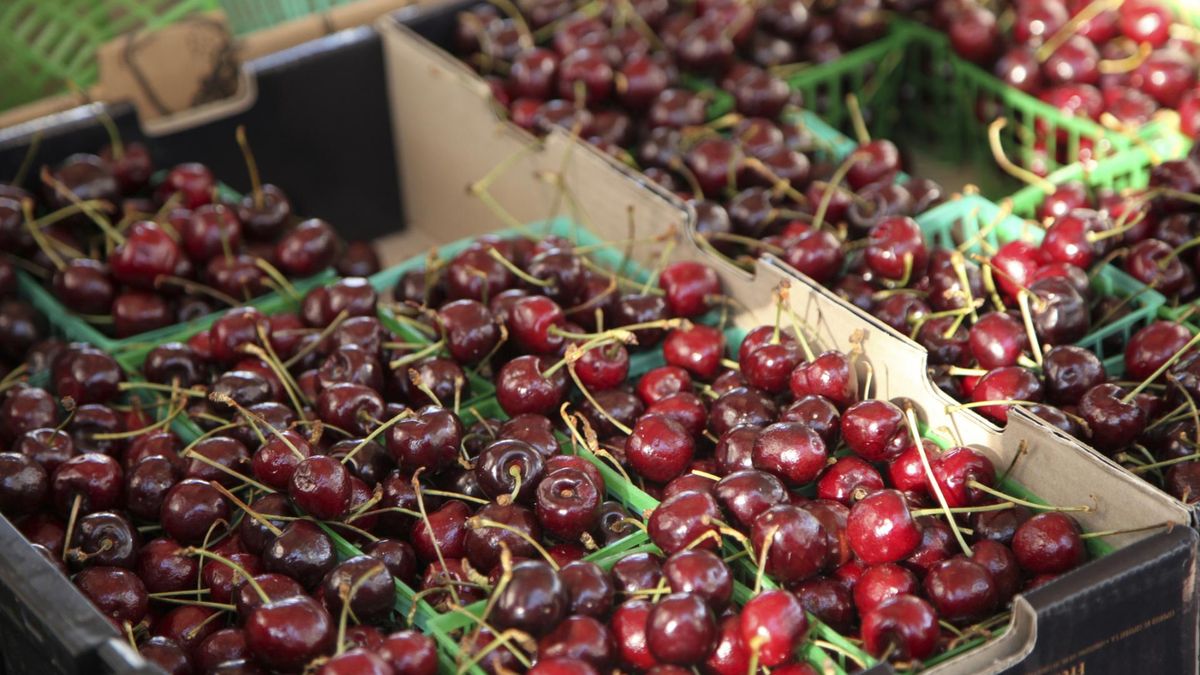 Polskie czereśnie pod lupą. Wykryto szereg zakazanych pestycydów