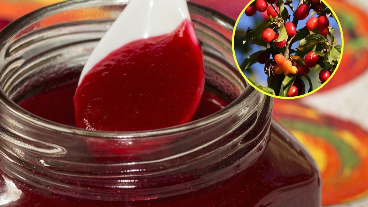 Kwitnie w marcu i kwietniu. Ma niesamowite właściwości