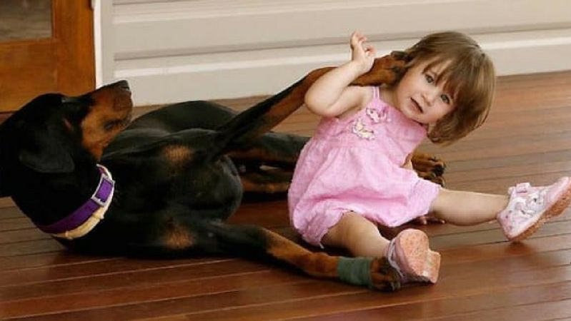 Doberman Khan i 17-miesięczna Charlotte