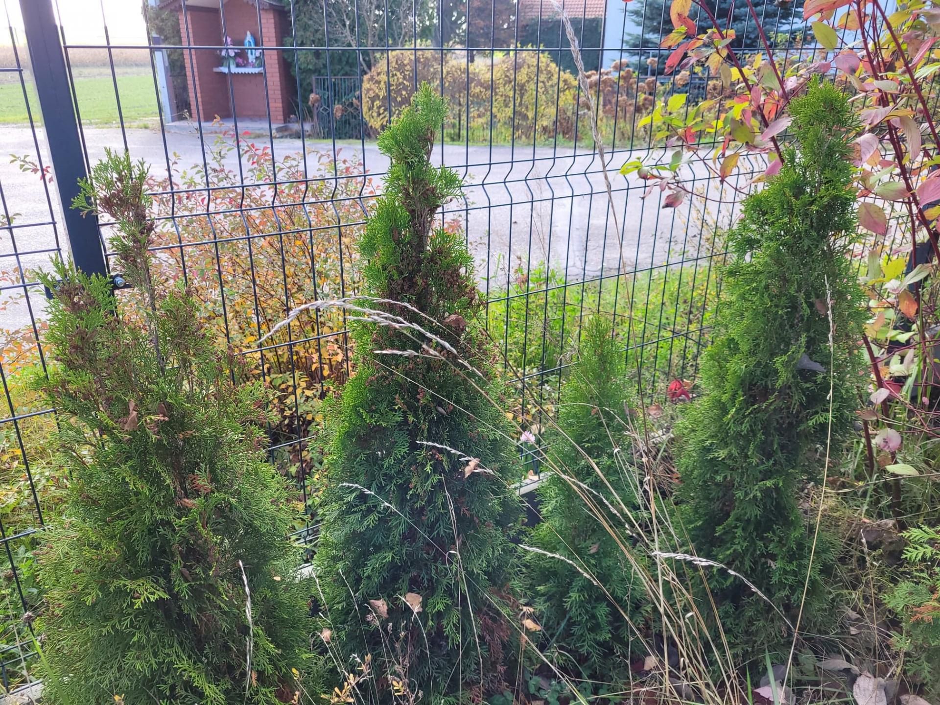 Czy tuje mogą być szkodliwe dla zdrowia?