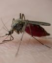 Sezon na komary