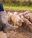 Szef weterynarii: karmienie zwierząt mączką mięsno-kostną jest zakazane