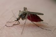 Środki na komary! Które kupić? Czym jest DEET? Czy DEET szkodzi ludziom?