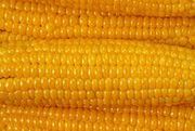 KE pozywa Polskę przed Trybunał UE za uprawy GMO