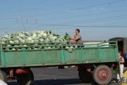 Analitycy: w tym roku mniejsze zbiory warzyw w Rosji