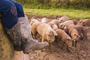 Biogazownie mogą powstawać nawet w małych gospodarstwach