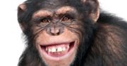 Każdy szympans ma coś z maklera i hazardzisty