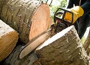 Przetargi na drewno w Lasach Państwowych były ustawiane?