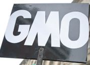 Możliwe uproszczenia przy rejestracji GMO w UE po zawarciu umowy z USA