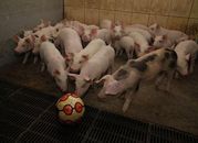 Unia każe rolnikom zabawiać świnie!