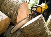 Leśnicy z Włoszczowy sprzedają cenne okazy drewna olchowego