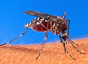 Trwa walka z plagą komarów
