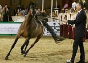 475 tys. euro za najdroższego konia na aukcji w Janowie Podlaskim