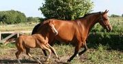 Prywatyzacja firm inseminacyjnych