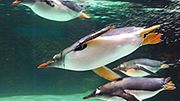 Pingwiny z ogrodu zoologicznego w Melbourne w Australii