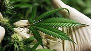 Połowa Amerykanów opowiada się na legalizacją marihuany w swoim kraju.