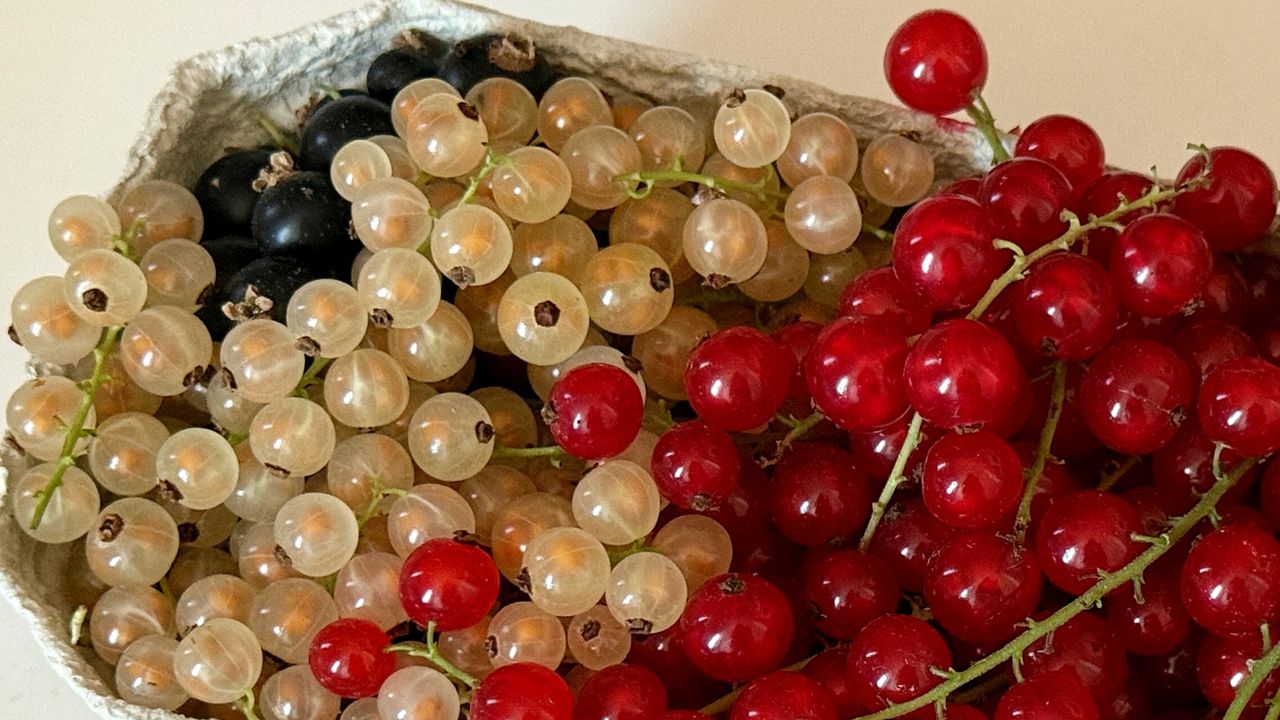 Mała porzeczka, wielka moc. Co się dzieje w organizmie po regularnym spożywaniu?