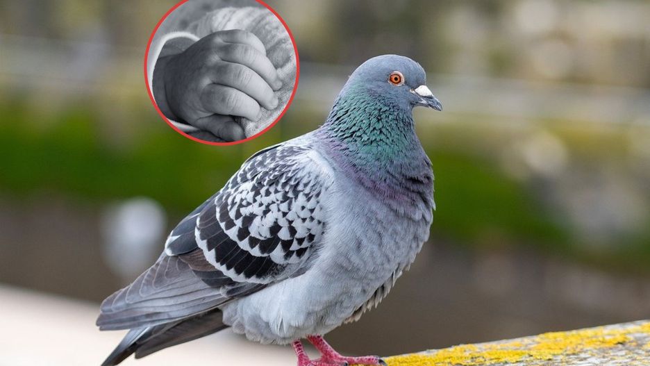 Nie żyje 2-latka z Australii. Dziewczynka zaraziła się rzadkim wirusem przenoszonym przez gołębie