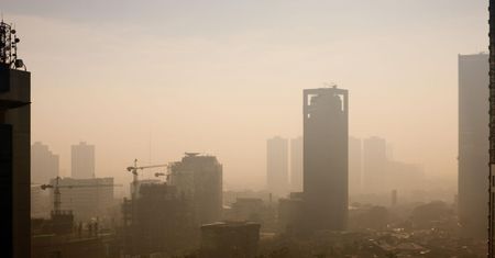 Rośliny, które pozytywnie wpływają na jakość powietrza