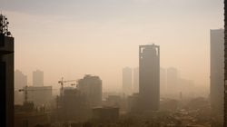 Rośliny, które pozytywnie wpływają na jakość powietrza 