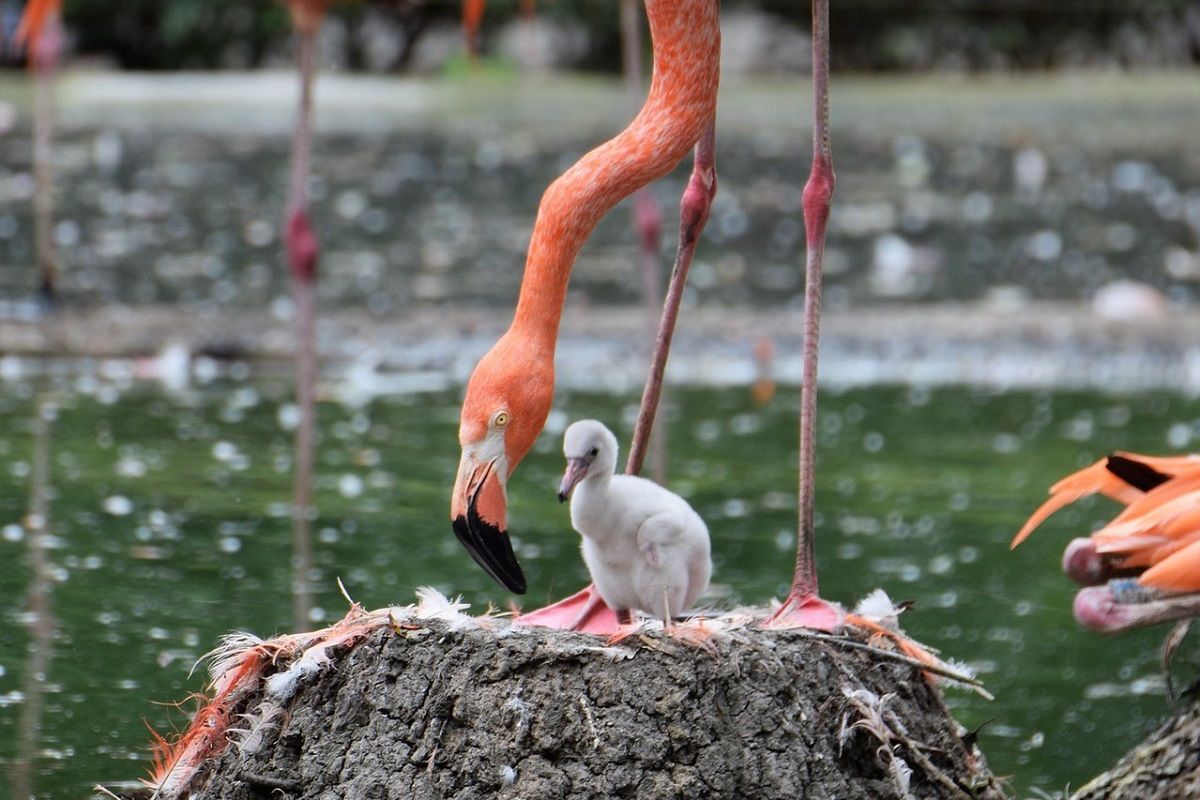 Dlaczego flamingi zmieniają kolor? Fot. Pixabay