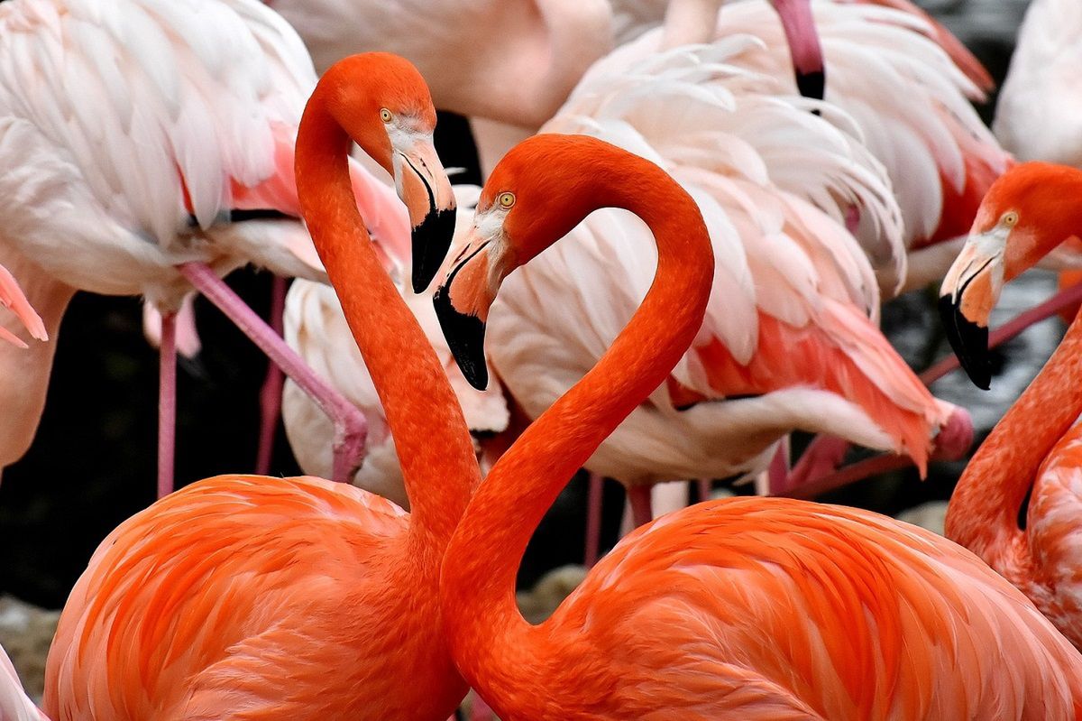 Flamingi są bardziej różowe w czasie godów? Fot. Pixabay