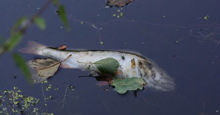 Będzie pomoc dla samorządów w związku z katastrofą na Odrze