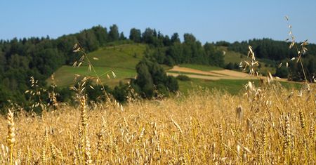 Przeciętny rolnik z Warmii i Mazur – to milioner