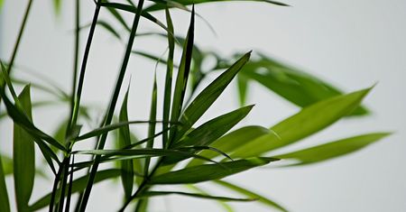 Pielegnacja palm w domu: jak zapewnić im najlepsze warunki?