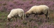 Gliwice: Owce zamiast kosiarek