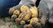 Już po raz drugi wybiorą najsmaczniejszą i największą Wielkopolską pyrę