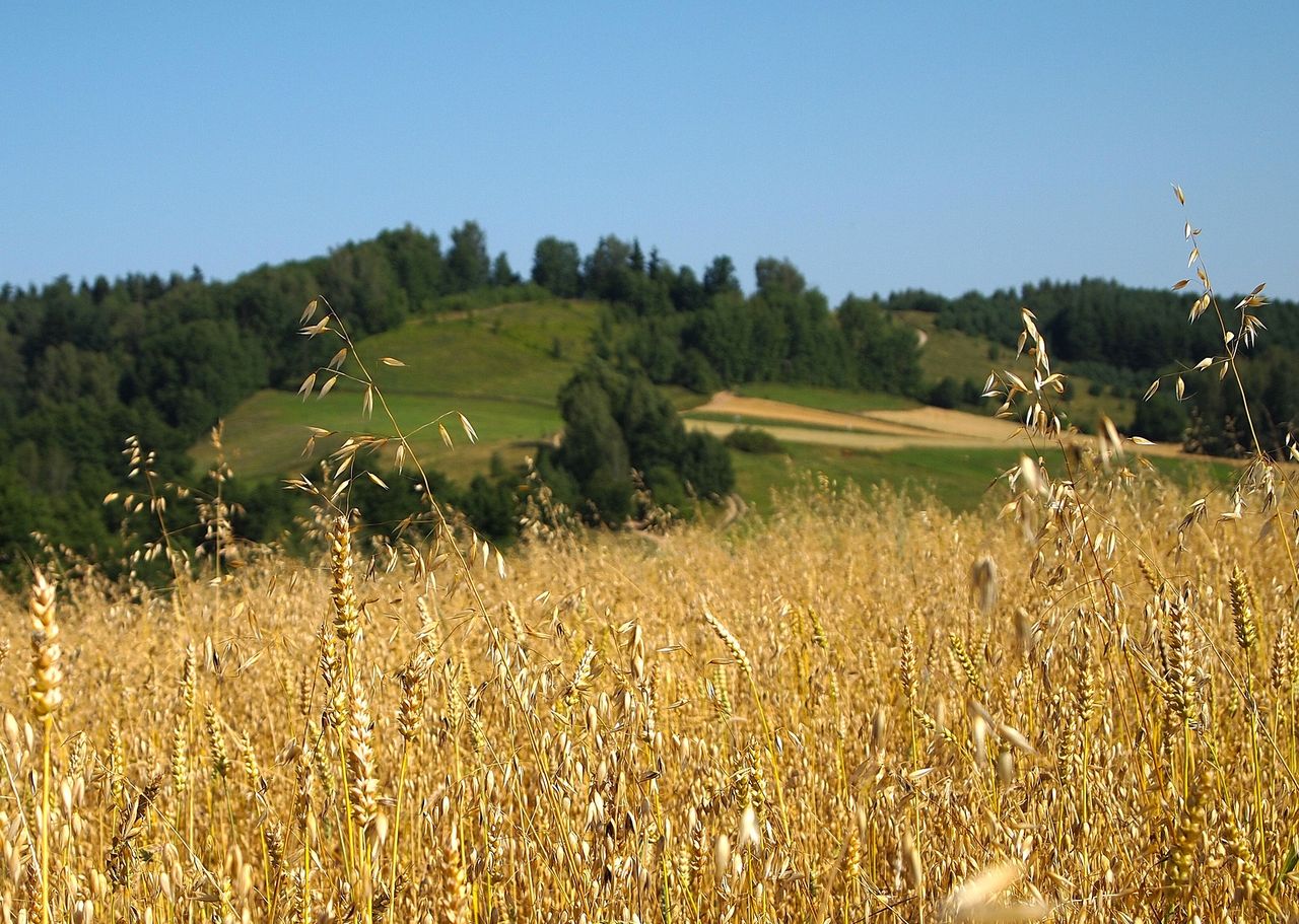 Przeciętny rolnik z Warmii i Mazur – to milioner