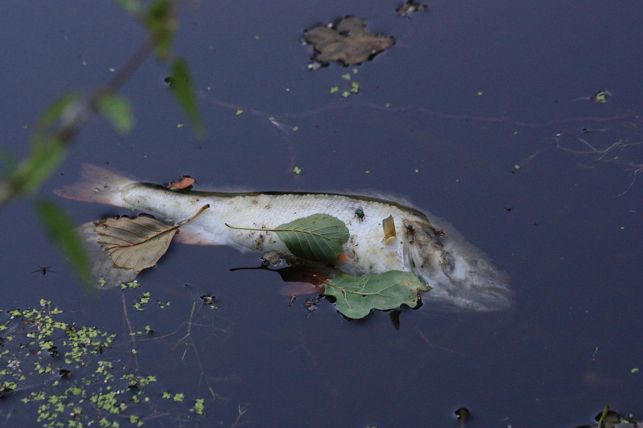 Będzie pomoc dla samorządów w związku z katastrofą na Odrze