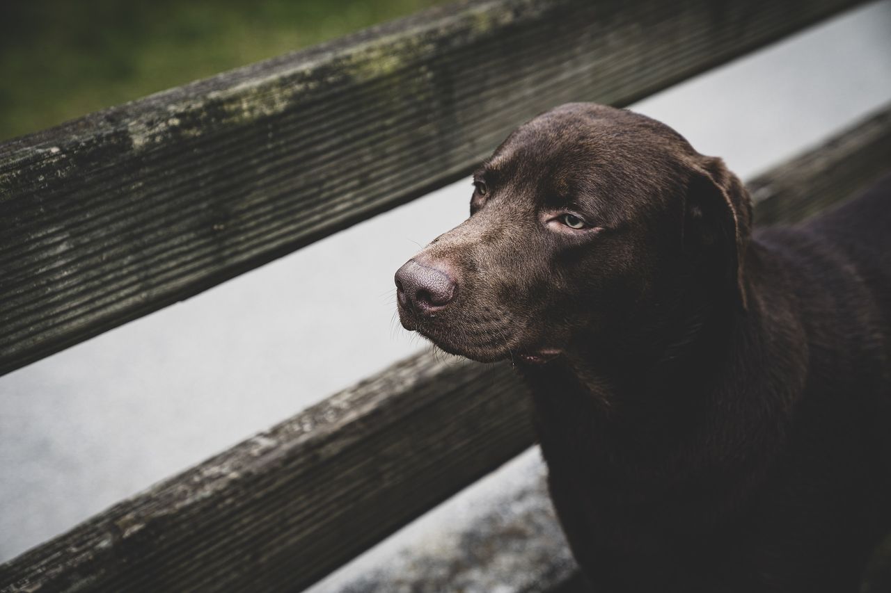 Dwuletni labrador- pierwszy pies na świecie leczony z uzależnienia od alkoholu.