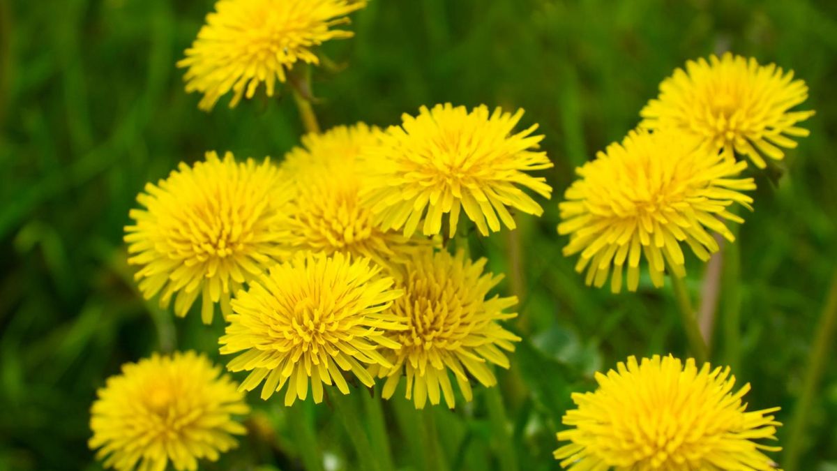 Syrop z mniszka lekarskiego jest znany przede wszystkim z dobroczynnego działania przeciwkaszlowego