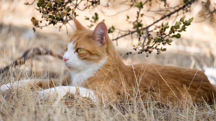 Żbik. Jak wygląda i gdzie występuje?