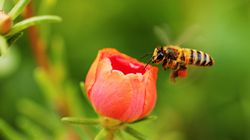 Pszczoła - gatunki, życie pszczół, miód, użądlenie, masowe ginięcie